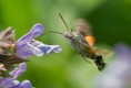 /album/www-fabiobecorpi-it/a15-macroglossum-stellatarum-3-jpg/